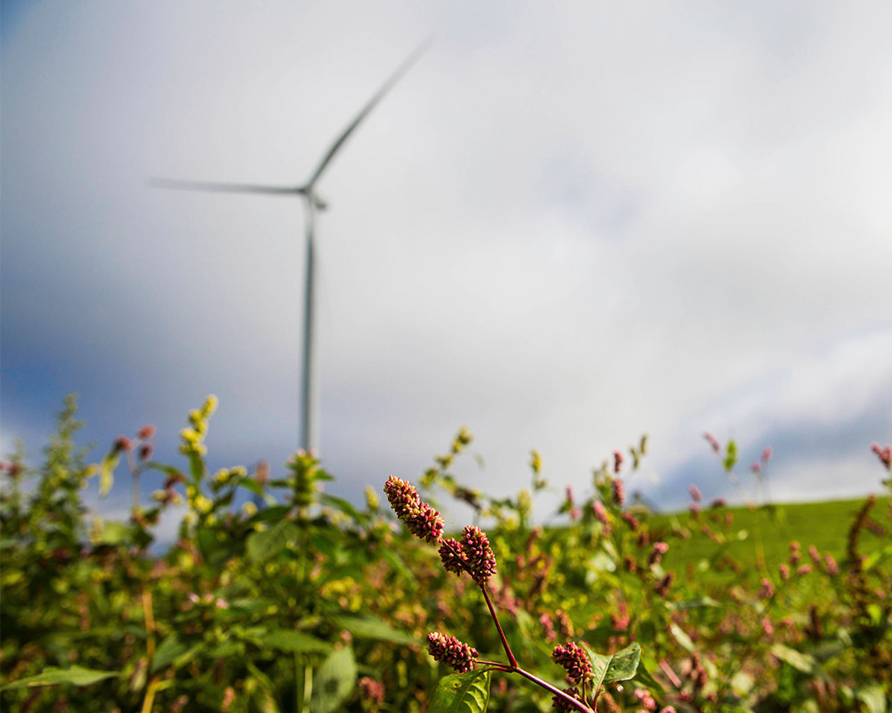 Grass in front of wind turbine